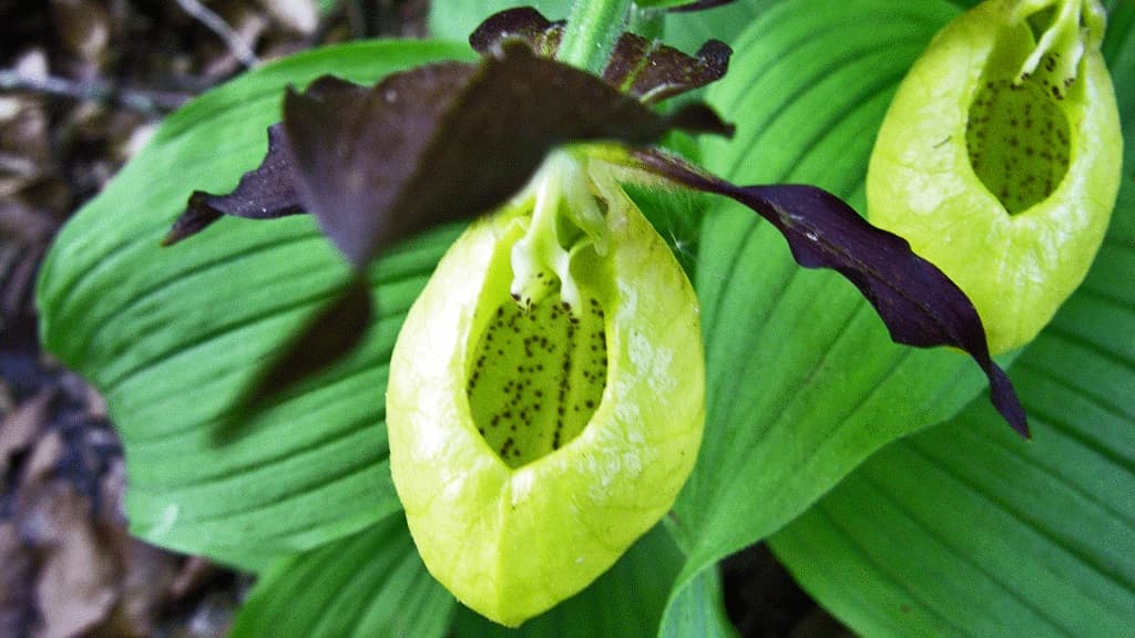 Frueskoen (gelber Frauenschuh) 