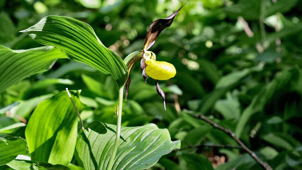 Frueskoen (gelber Frauenschuh) 
