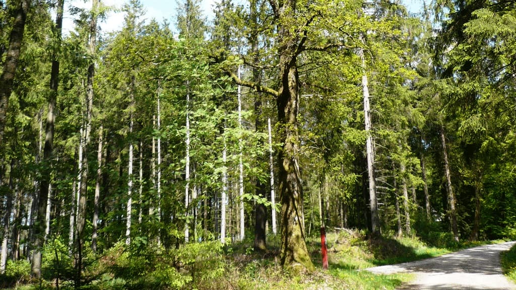 Mosskovegen (Eiche)