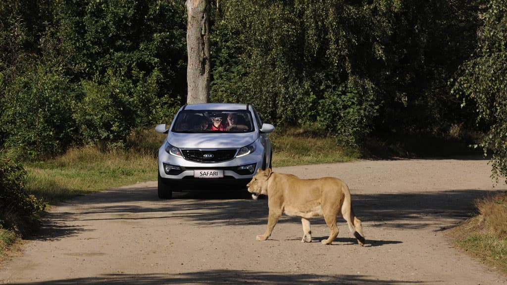 Löwe geht vor dem Auto vorbei