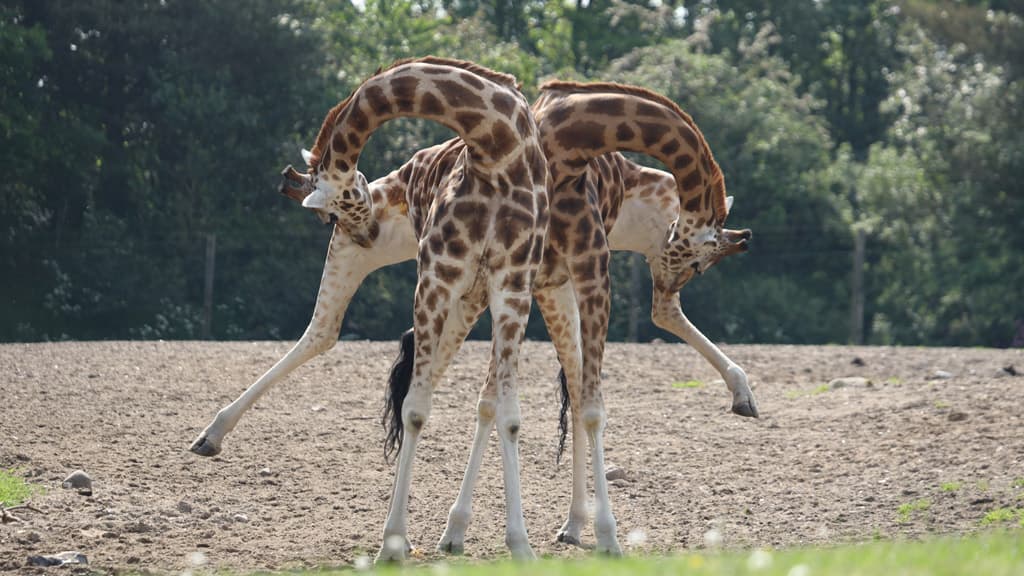 Zwei Giraffen beugen ihre Hälse und kratzen sich am Bein.