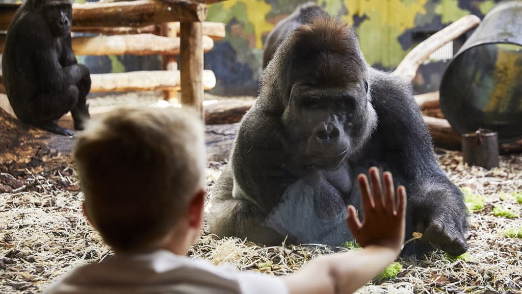 Kind streckt die Hand zum Gorilla-Fenster aus