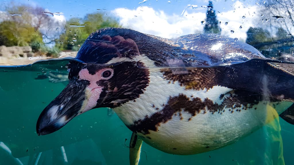 Nahaufnahme eines Pinguins, der an der Wasseroberfläche schwimmt.