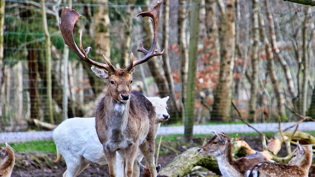 Arden Tierpark