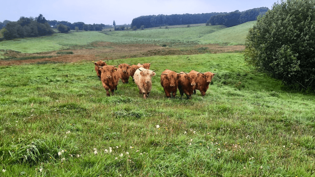 Schottische Highlandrinder, Dybvad Mølle