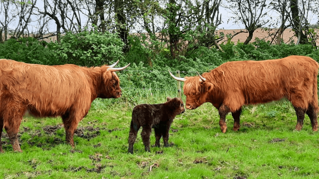 Schottische Highlandrinder, Dybvad Mølle